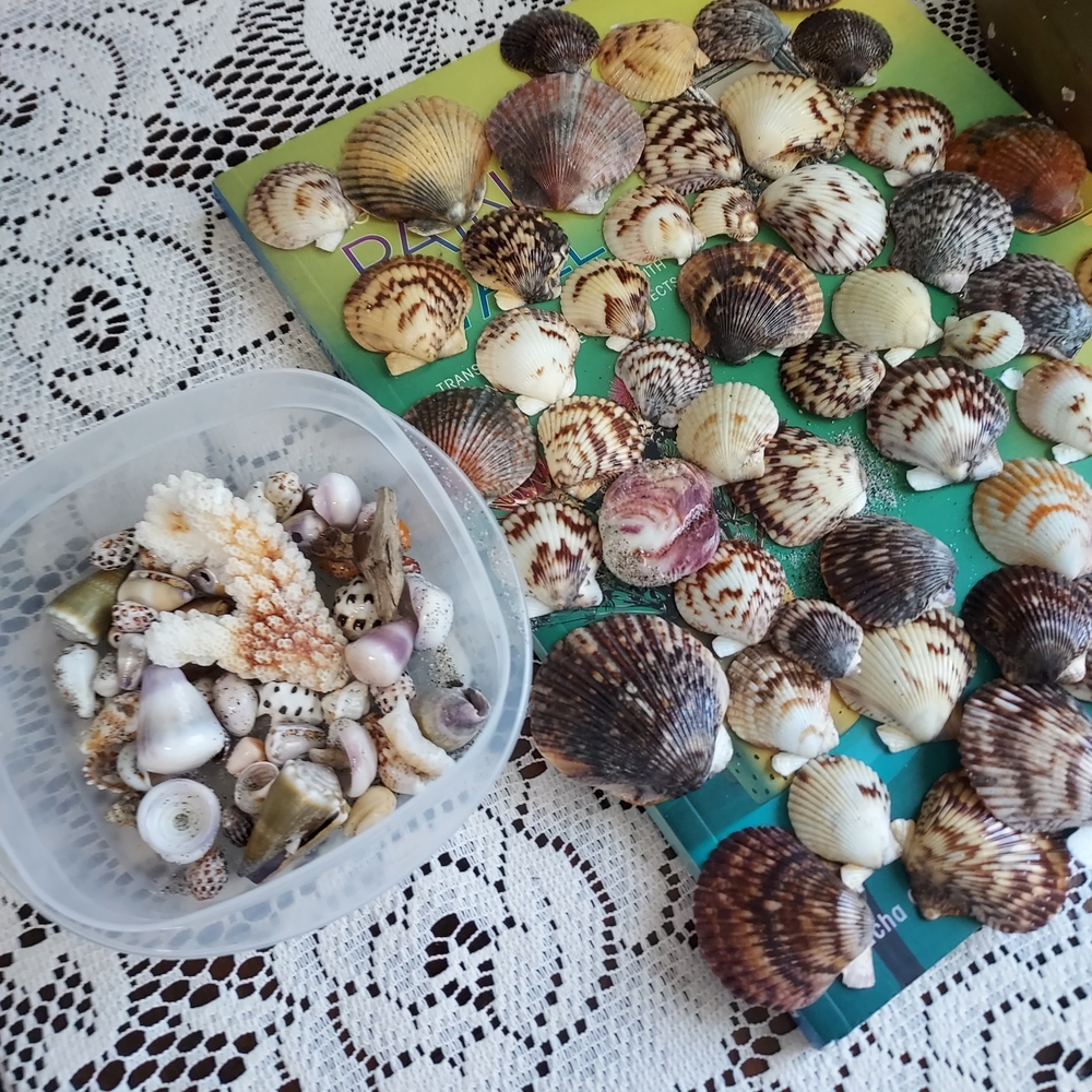 Natural Seashell Collection for Small Pets